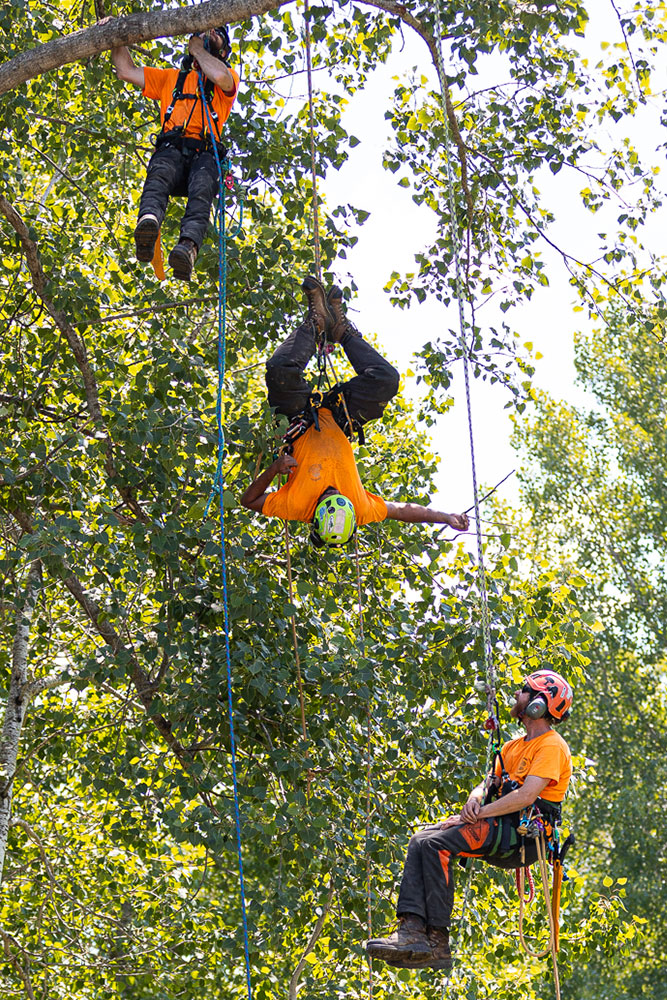 Shorthills arborists hanging from trees