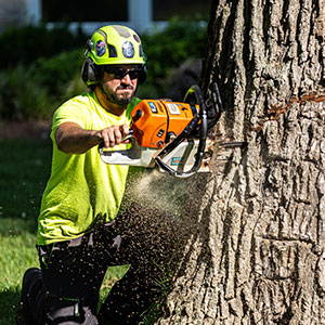 Cutting Tree with Chainsaw