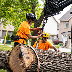 Experienced Arborists