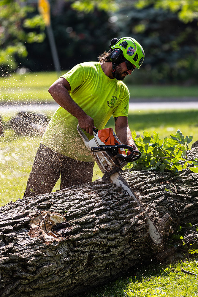 Arborist using chainsaw