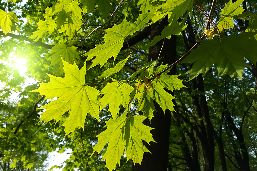 Municipality Tree Services